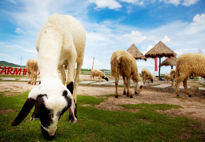 หัวหินซาฟารี (Huahin Safari & Adventure Park)