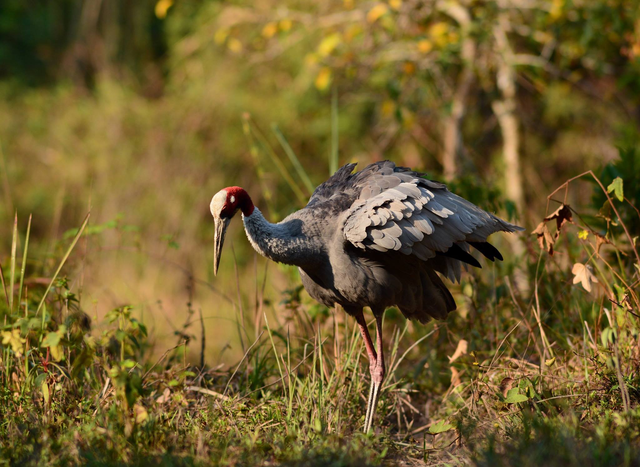 Phu Khieo - Thung Kamang Wildlife Sanctuary